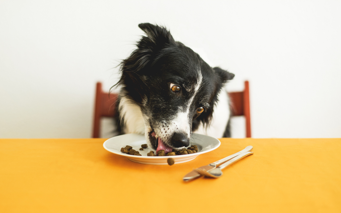 Dog eating high-quality vegan pet food on yellow table